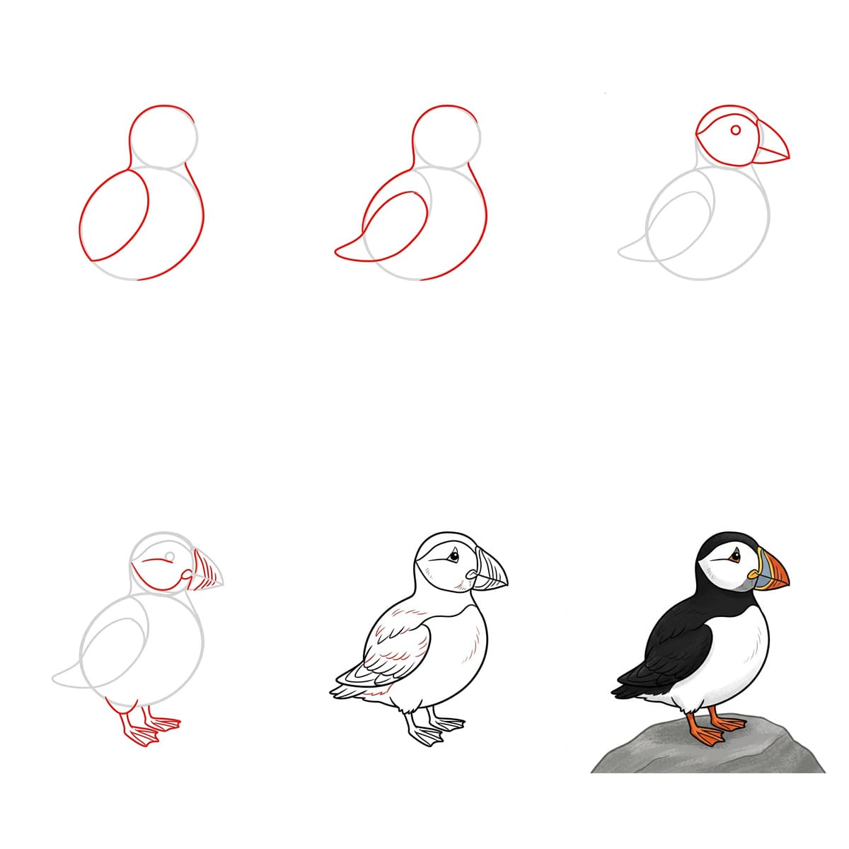 Puffin seabird Drawing Ideas