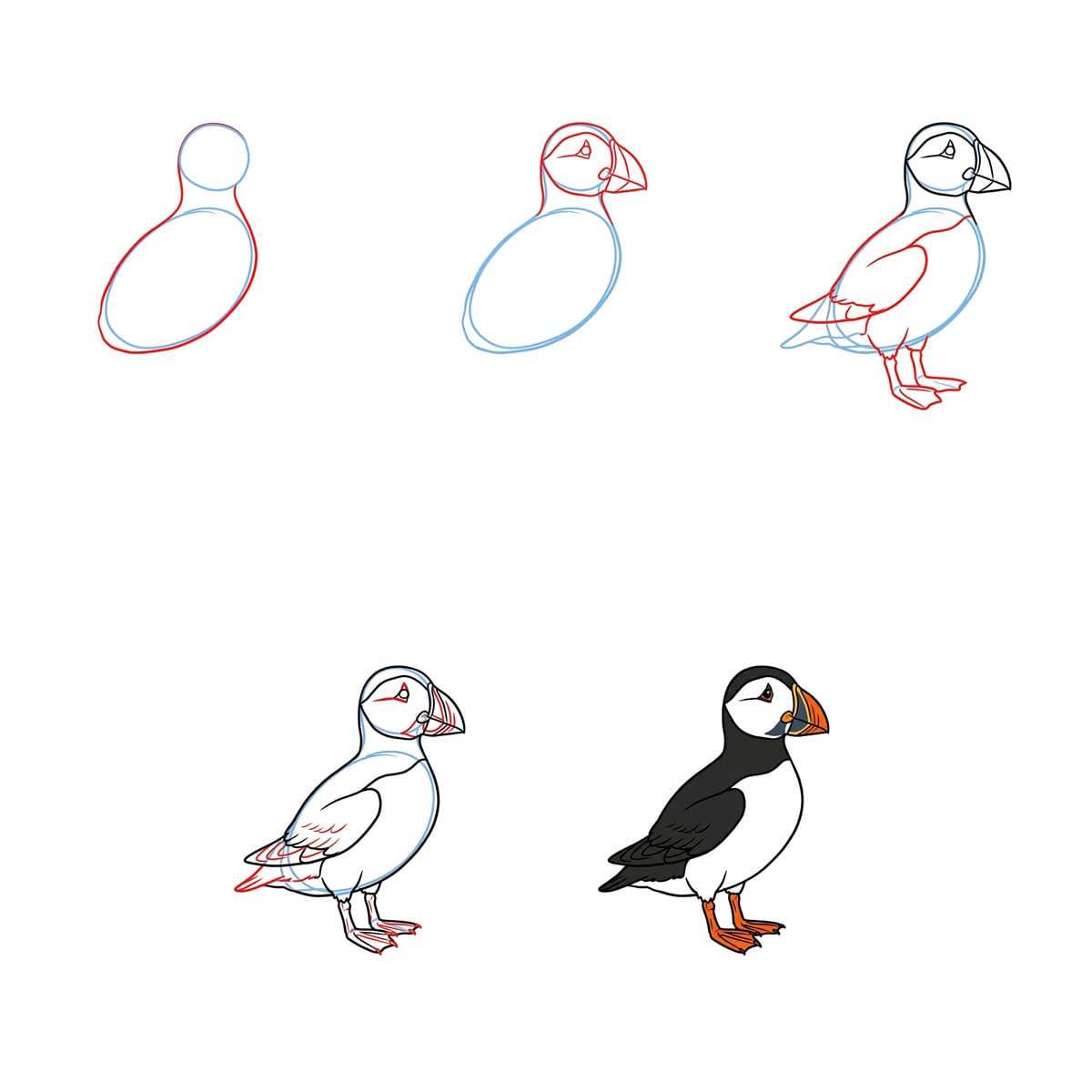 Seabird Puffin Drawing Ideas