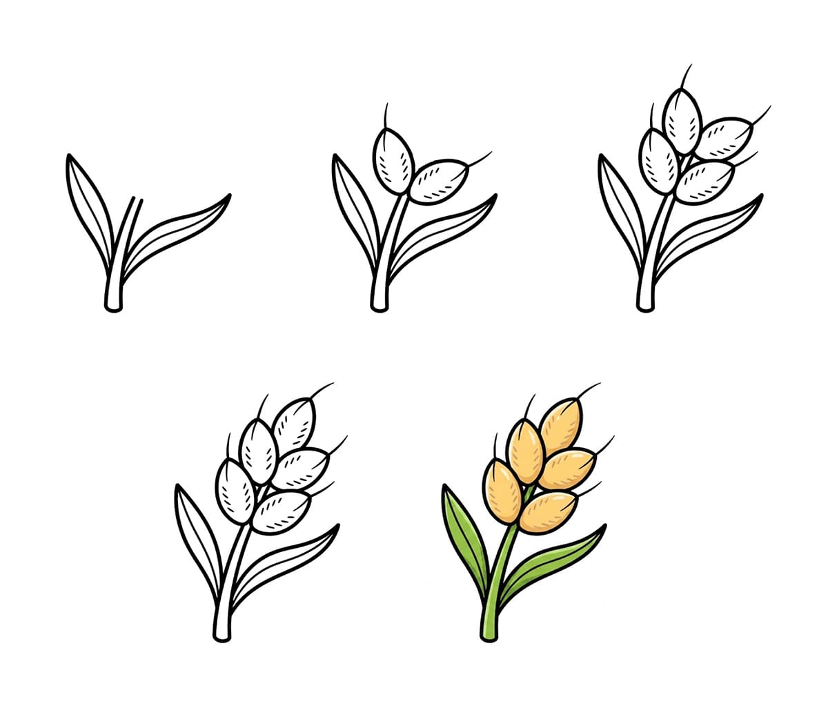 Wheat Plant Drawing Ideas