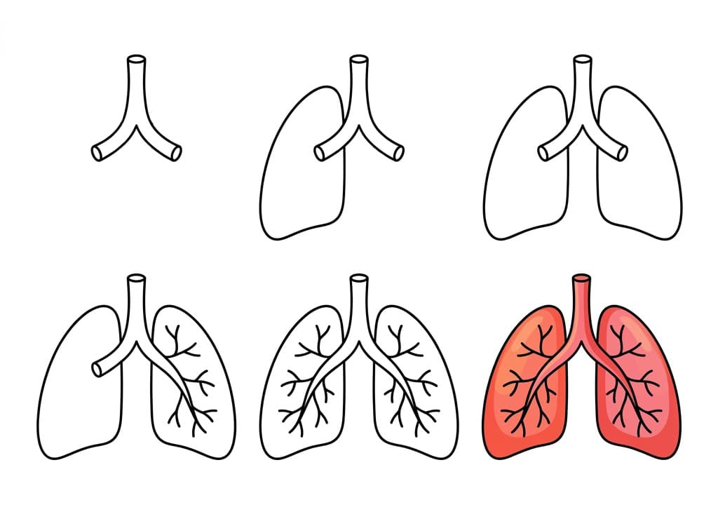 Healthy Lungs Drawing Ideas