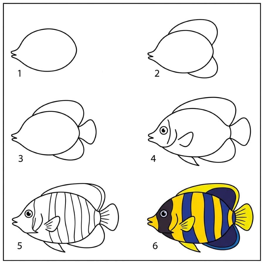 Pomacanthus Angelfish Drawing Ideas