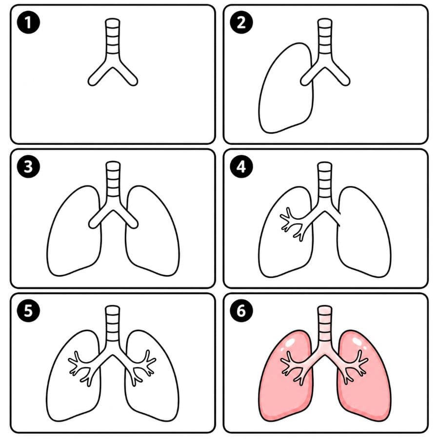 Simple Lungs Drawing Ideas